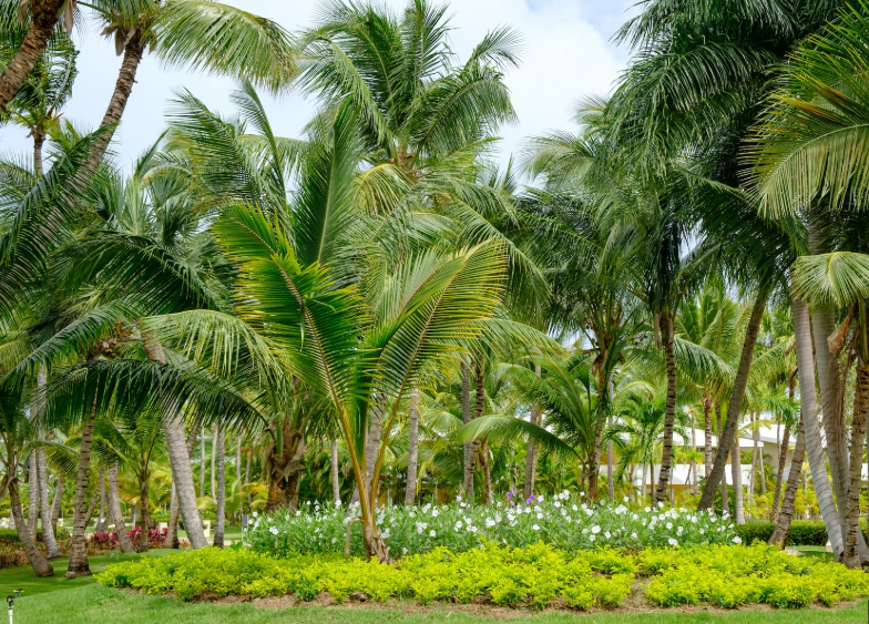 Tropical Fruits Gallery